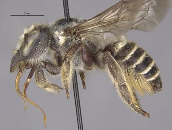 Media type: image;   Entomology 15707 Aspect: habitus lateral view